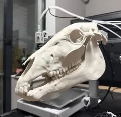 ニホンノウサギ 野うさぎ 兎 頭骨 頭蓋骨 骨格標本 - メルカリ