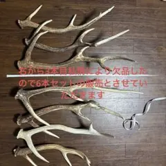 鹿の角　蝦夷鹿　落ち角10本セット　No.12. 鹿の角 蝦夷鹿 落ち角10本セット No.12. - メルカリ