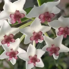 GW明け発送♪K★美しい花♪ホヤベラ　セブンスター♪2株入りのサムネイル