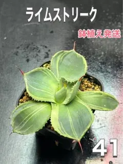 kin kin様 リクエスト 3点 まとめ商品