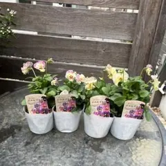 フリル　パンジー　シエルブリエ　3.5号　24苗セット　苗 送料無料]パンジー（フリル咲き）：シエルブリエ（ピンク系