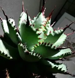 しんさーいち様 リクエスト 2点 まとめ商品