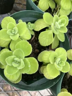 アロマティカス 根付き　抜き苗　3本