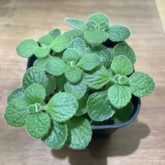 アロマティカス 発根苗 5本 (抜き苗)