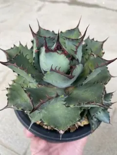 2026年最新】コンフェデレートローズの人気アイテム - メルカリ