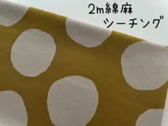 2m　大きな　水玉　綿麻シーチング　ドット　マスタード　ベージュ　562