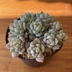 2026年最新】ダーリーサンシャイン 多肉の人気アイテム - メルカリ