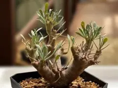 現品】塊根植物：アデニア グロボーサ コーデックス 5号 エ4番 - メルカリ