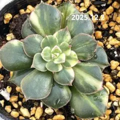 多肉植物　ジョアンダニエル錦　微根 多肉植物 ジョアンダニエル錦 微根 多肉植物 ジョアンダニエル錦