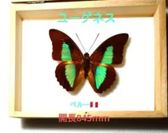 アフリカコノハチョウ♀ 標本★中央アフリカ産★ 66mm有名種♀人気種貴重標本 最終価格‼️オスジロアゲハ♀♀♂標本セット☆ 中央アフリカ産☆美麗