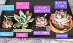 2026年最新】臼田リンゼアナの人気アイテム - メルカリ