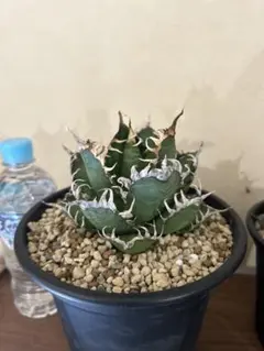 2026年最新】アガベ レッドキャットウィーズルの人気アイテム - メルカリ