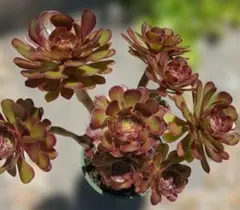 新入荷 アエオニウム シャネル (木立群生) 法師錦 観葉植物 - メルカリ