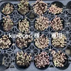 多肉11パリダム、斑入りパリダム計画20苗