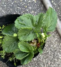 まつ様　専用　イチゴ苗　いちご苗　1苗