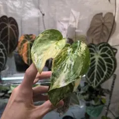 2026年最新】スキンダプサスの人気アイテム - メルカリ