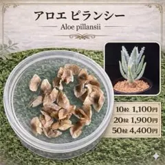 ピランシー アロエ-3 / 国内採種株 アロエ 希少種 - メルカリ