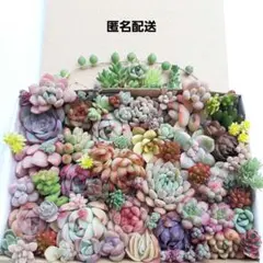 多肉植物 カット苗 詰め合わせ 【7】