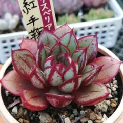 2025年最新】紅手鞠の人気アイテム - メルカリ