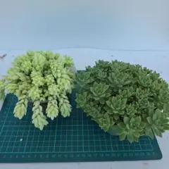 多肉植物　玉つづり　マッコス　セットのサムネイル