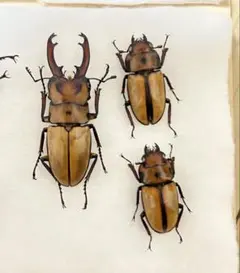 標本 野外品ノコギリクワガタ まとめセット - メルカリ