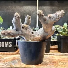 2026年最新】エニグマティクムの人気アイテム - メルカリ