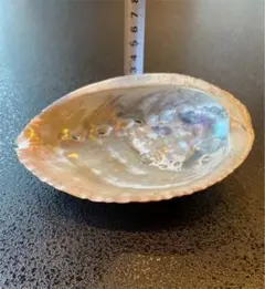 アワビ貝殻