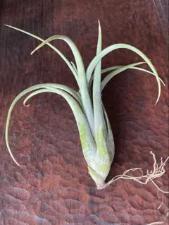 ペナンピーチ 希少　エアプランツ　Tillandsia Pachara ペナンピーチ 希少 エアプランツ Tillandsia Pachara - メルカリ