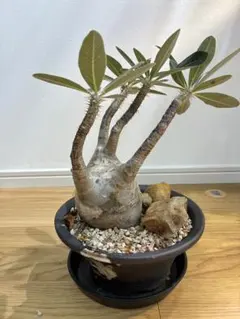 塊根植物 パキポディウム 鉢植え　植物だけでだいたい22センチあります。 塊根植物 パキポディウム 鉢植え 植物だけでだいたい22センチあります