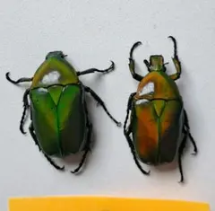 2025年最新】カナブンの人気アイテム - メルカリ