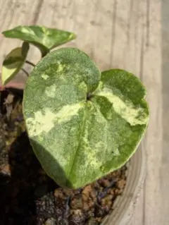 山野草 斑入り センカクカンアオイ 亀甲葉 花付き - メルカリ