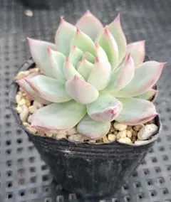 K*♡様 リンゼアナセット❤️ 4センチポット リンゼアナセット❤️ 4センチポット - メルカリ