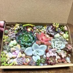 【⭐︎匿名配送】可愛い多肉植物カット苗セット⑨
