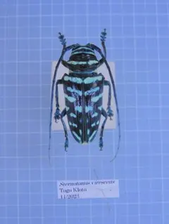 2026年最新】カミキリ 昆虫標本の人気アイテム - メルカリ