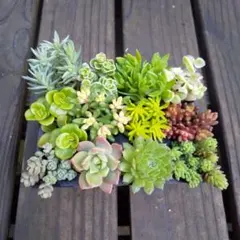 多肉植物 カット苗 詰め合わせ 寄せ植えセット