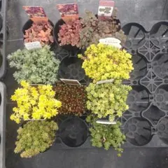 かなやん様 リクエスト 10点 まとめ商品