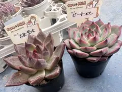 2026年最新】吉影紫吹の人気アイテム - メルカリ