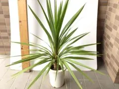 実生】ユッカリギダ(7号鉢)ロストラータ ドライガーデン好きに - メルカリ