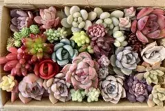 【名前あり】　多肉植物寄せ植えセット