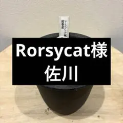 希少❗️マミラリア　姫春星✨のサムネイル