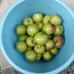 紅玉　摘果りんご10ｋｇ（梱包材込み）　加工用　生食不可のサムネイル