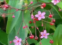 ハゼラン　三時草種500粒　初心者向き　宿根草