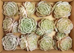 多肉植物カット苗　オンスロー12苗セット