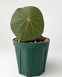 2026年最新】kaweesakiiの人気アイテム - メルカリ