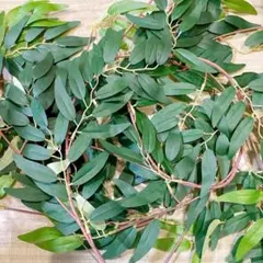 壁掛けフェイクグリーン(グリーン)