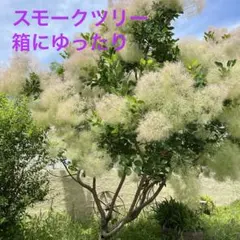 スモークツリー 薄ピンクからグリーン　即購入⭕️ 箱にゆったりのサムネイル