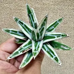 2026年最新】アガベ 錦の人気アイテム - メルカリ