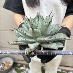 アガベ　陽炎ホリダ　極陽炎　ボールタイプ　ドワーフ　特選S級選抜　発根管理中 アガベ ホリダ 陽炎 SS級選抜株 大株 ボールタイプ ドワーフ 発根管理