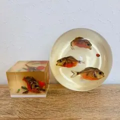 樹脂標本 昆虫、ピラニア等 コロンビア産 | Mercari
