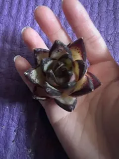 ゆきんこ様 リクエスト 2点 まとめ商品